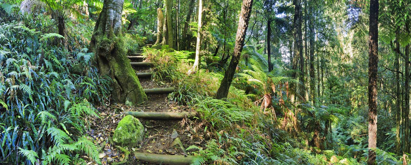 Bush walking in Blue Mountains